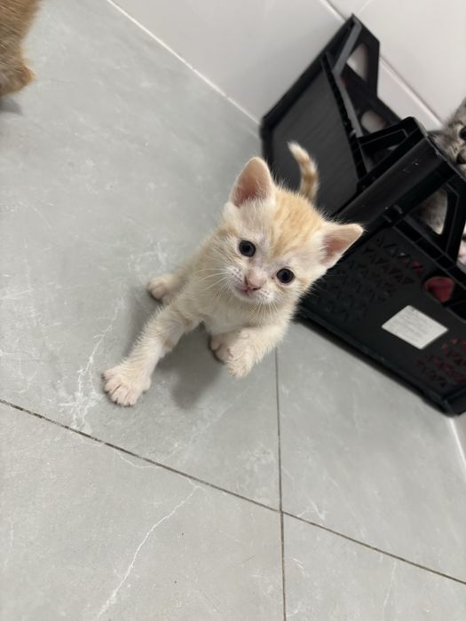 Отдам котят ( девочки)