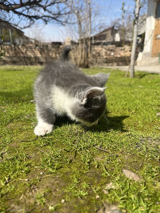 Скоттиш фолд 2 месяцев