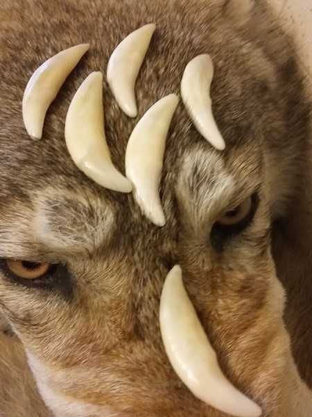 Клык волка оригинал амулет талисман оберег.