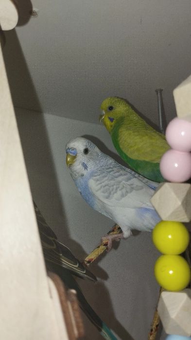 Попугай продаю попугаев