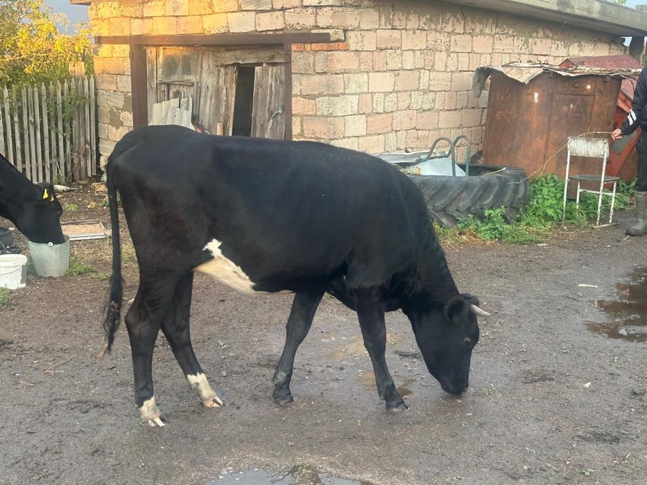 Продам телку (кашар)