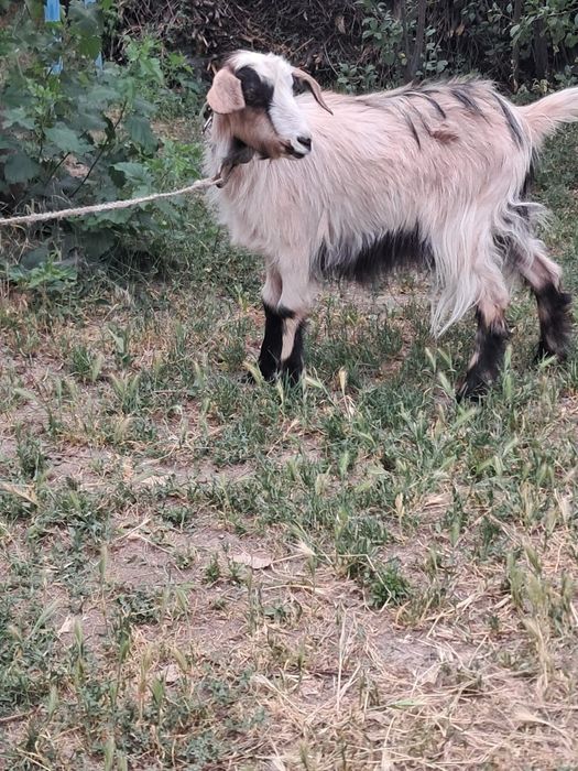 Продам козочку 9 месяцев