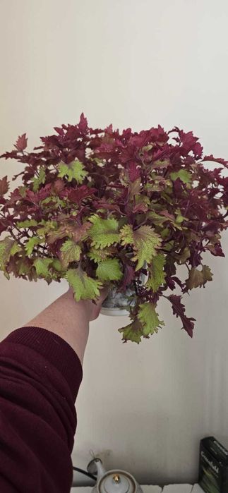 Продам комнатный цветок Колеус