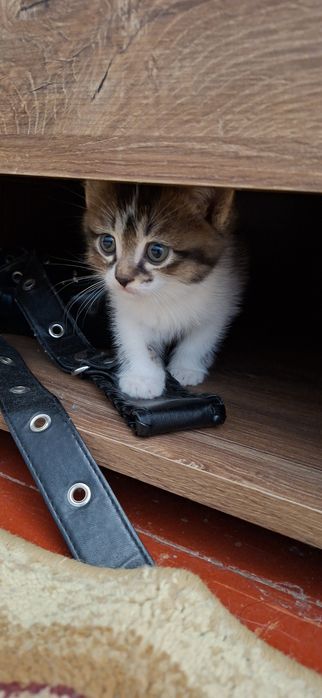 Сибирский котенок