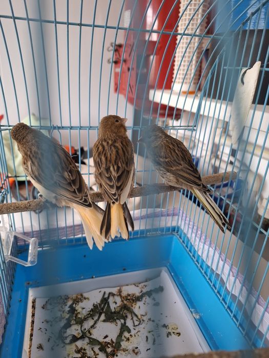 Canari de cantec tineri 2026