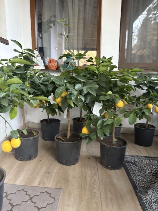 Vand lamai in ghiveci