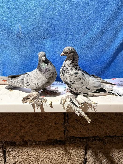 Продаются челкари