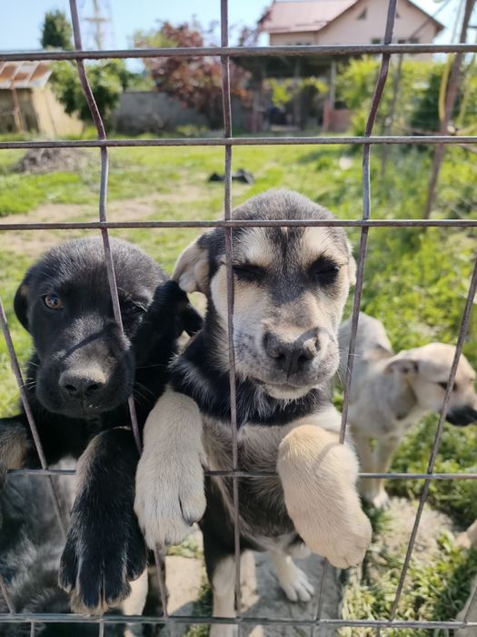 Donez pui de cățel (3 luni)