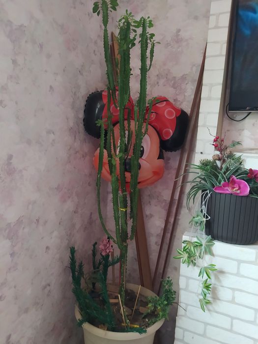 Кактусы Опунция и Мексиканец.Большие для лечения и офиса.Не Китай!