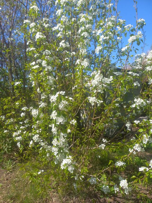 Продам дачу сад Здоровье