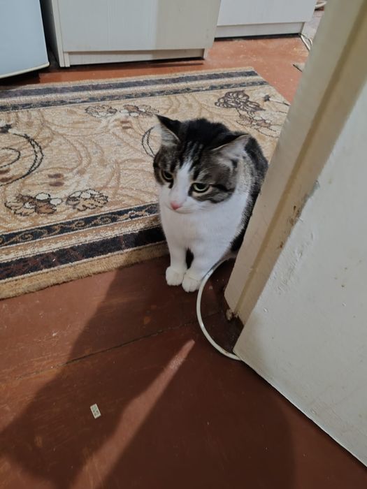 Коты домашние, два кота