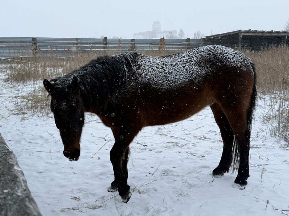 Продам кобылу с откорма
