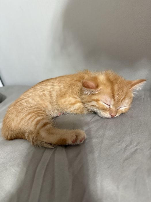 Шотландский котик Лео