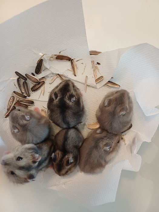 Vând hamsteri pitici