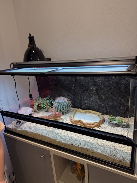 Vând Dragon cu Barbă (Pogona) + terariu complet echipat