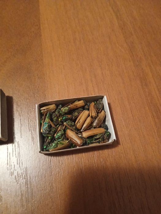 Алтын қоңыз- маски жук