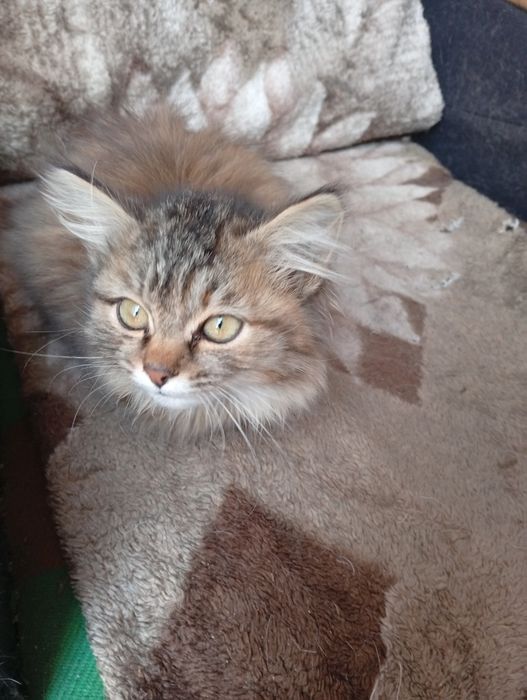 Симпатичная кошечка