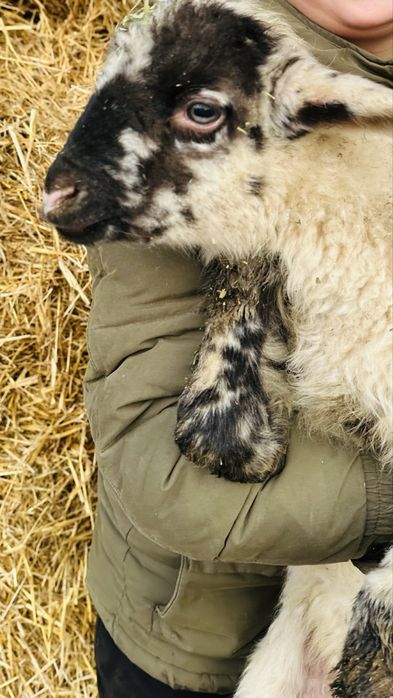 miel de Paşte crescut natural