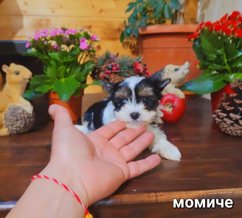 Бивер Йоркширски териер-бивър