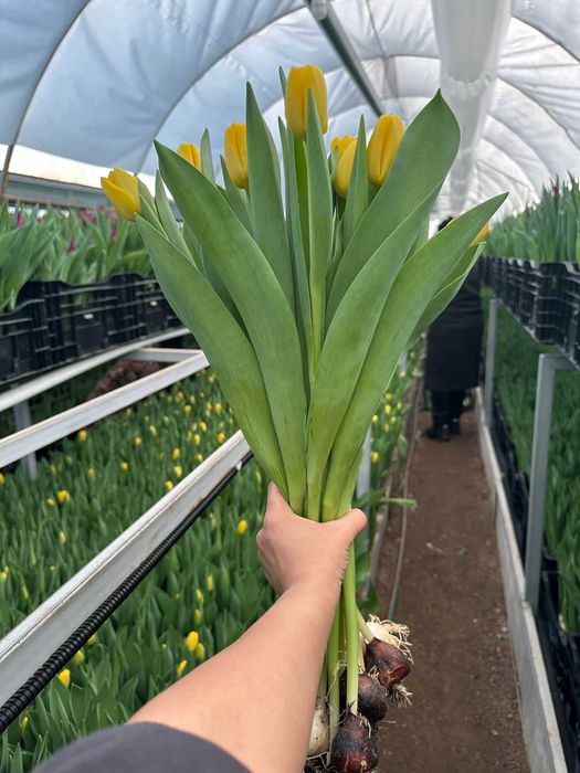 Тюльпаны оптом. Тюльпаны. Теплица