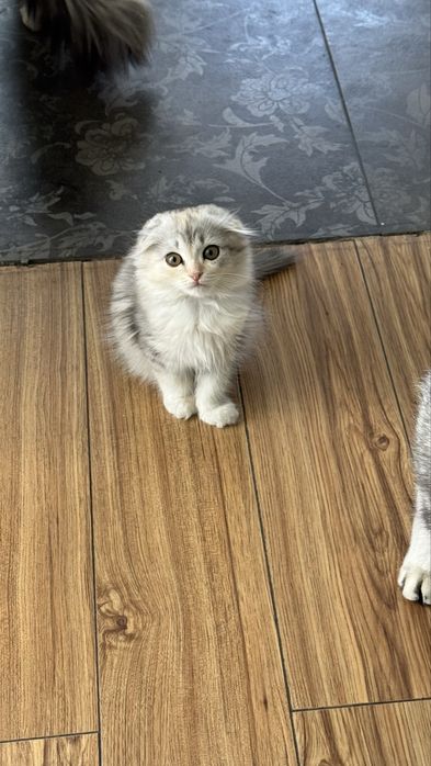 Котят мальчик девочка