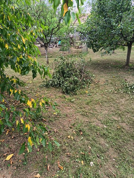 Ofer servicii: toaletat copaci,cosit iarba, curățat terenuri, gospodar
