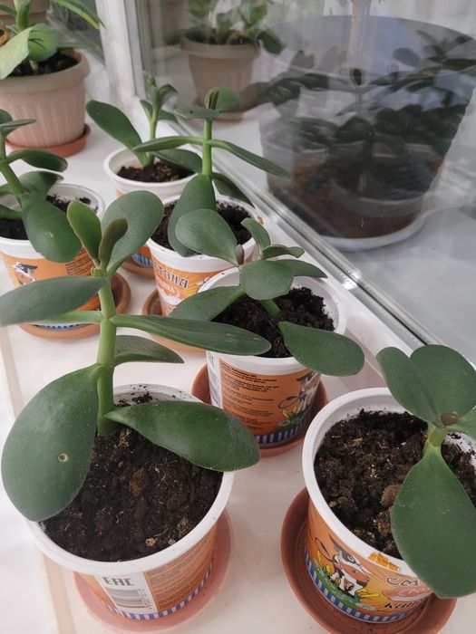 Продам цветок денежное дерево