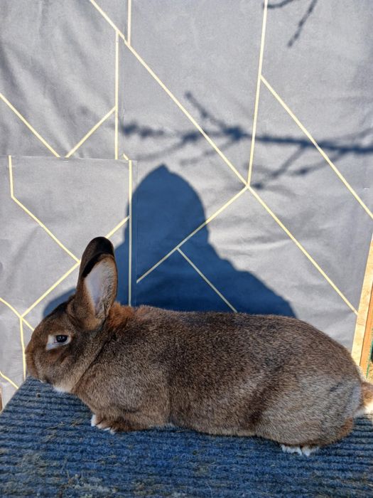 Iepuri Vienez Gri Rex Dalmatian Cap de Leu