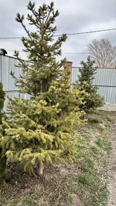 Ель,  Туя, Шырша,  Елка.