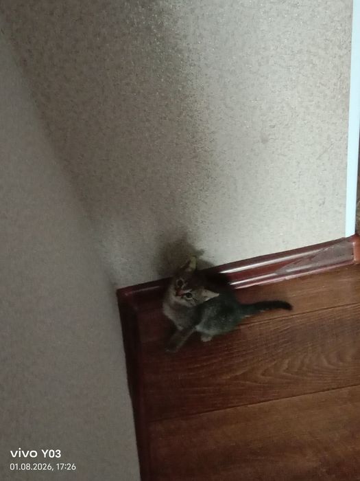 Отдам даром котенка