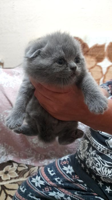 Продаются котята скотиш фолд