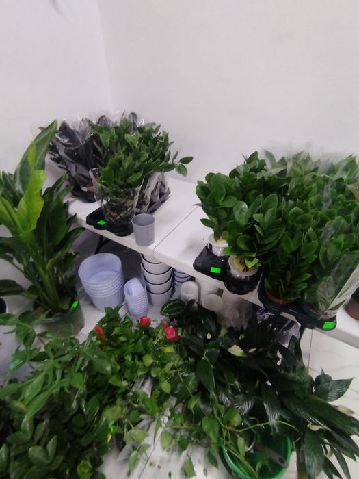 Комнатные растения по доступным ценам.