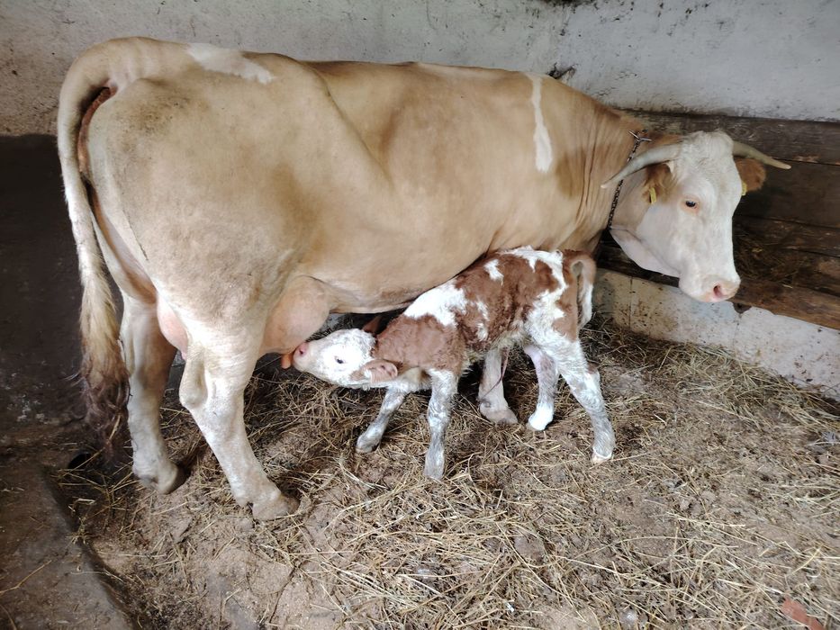 Se vinde vaca bună  cu vitel se