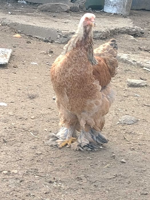 Oua brahma pt incubator ( clocit)
