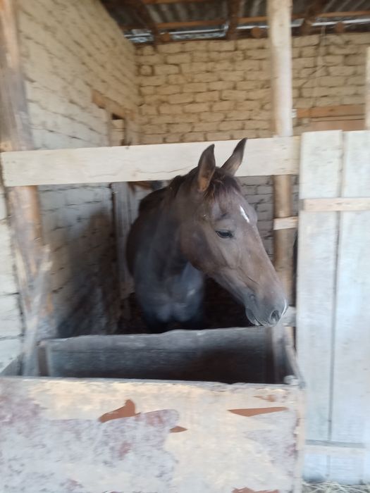 1.5жасар жылкылар сатамын