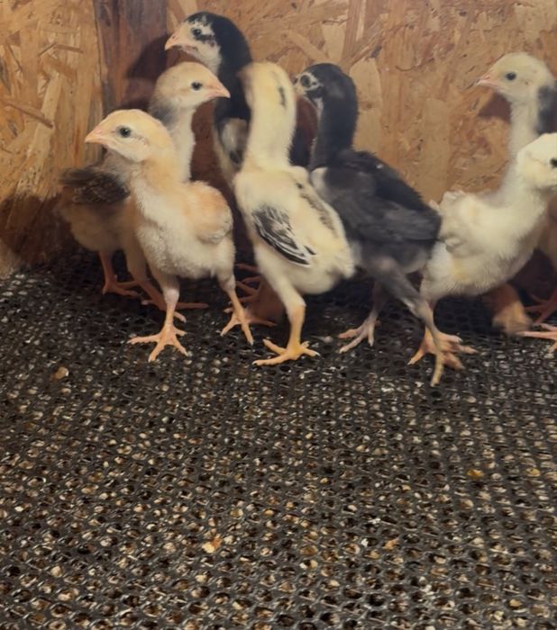 Продается цыплята шамо.