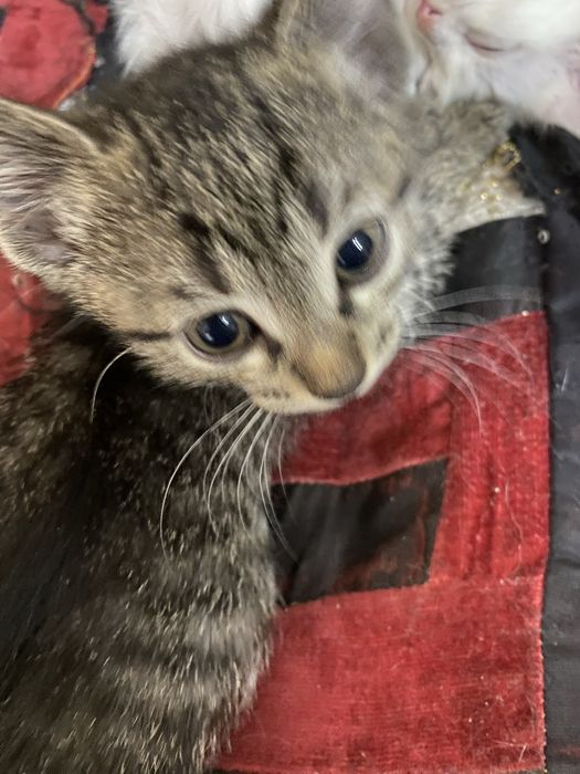 Отдам котят в добрые руки