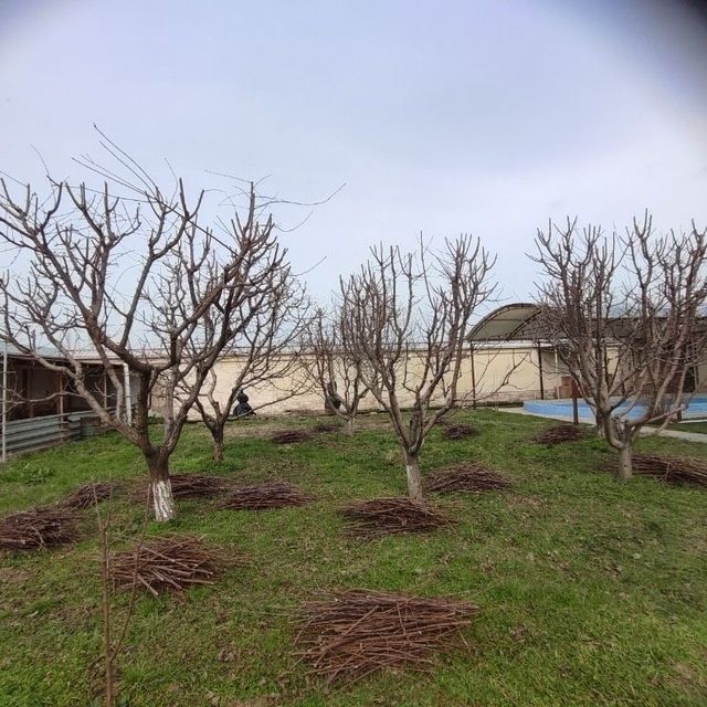 Садовник Богбон Ландшафтный дизай Ташкент