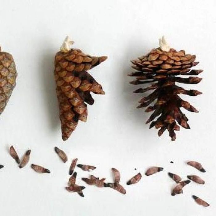 Как выглядят семена сосны Как выглядят семена сосны