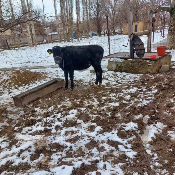 Таналар сатылады,