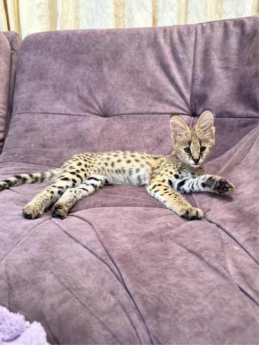 Сервал . Котенок сервала