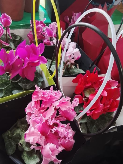 Цикламин розы расспродажа