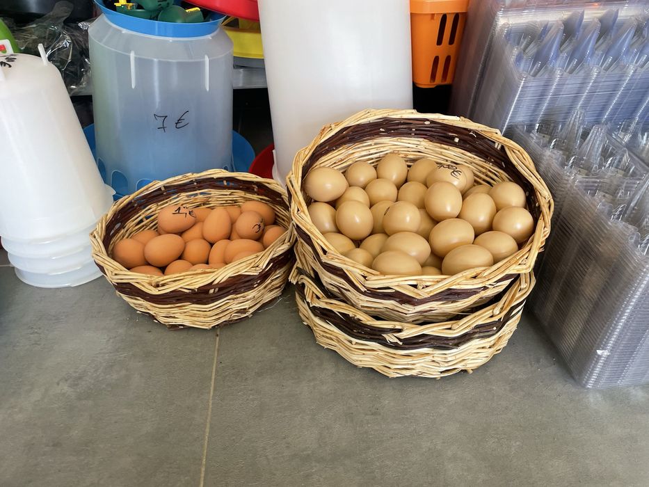 Поллуци, полове за кокошки