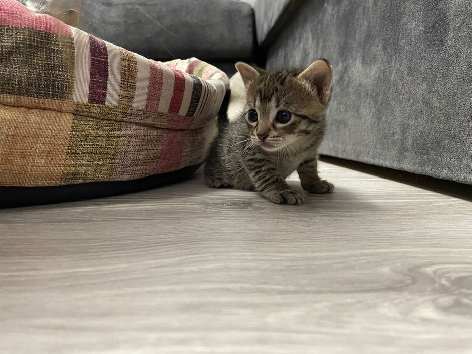 Motanel si mamica spre adoptie