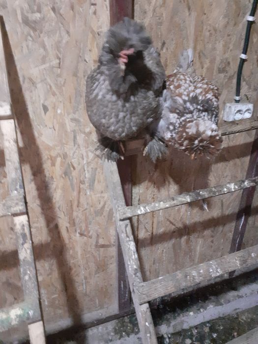 Vând ouă gaini din imagine