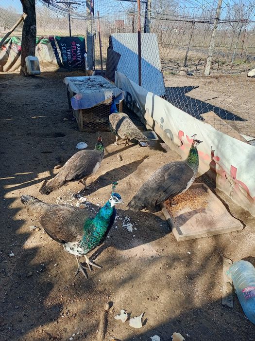 Pauni vor sa zboare am 2 perechi