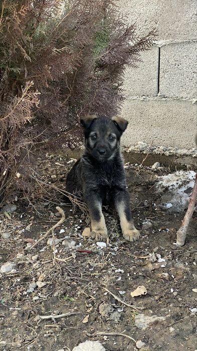 Щенки немецкой овчарки