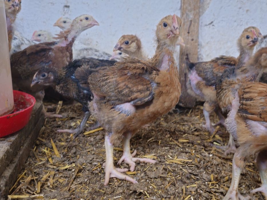 Pui rasa mixta 4 săptămâni