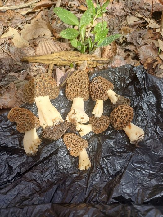 Zbarciogi de pădure