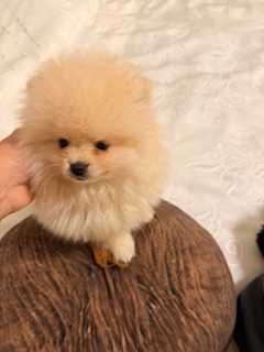 Pomeranian superb cu pedigree!
